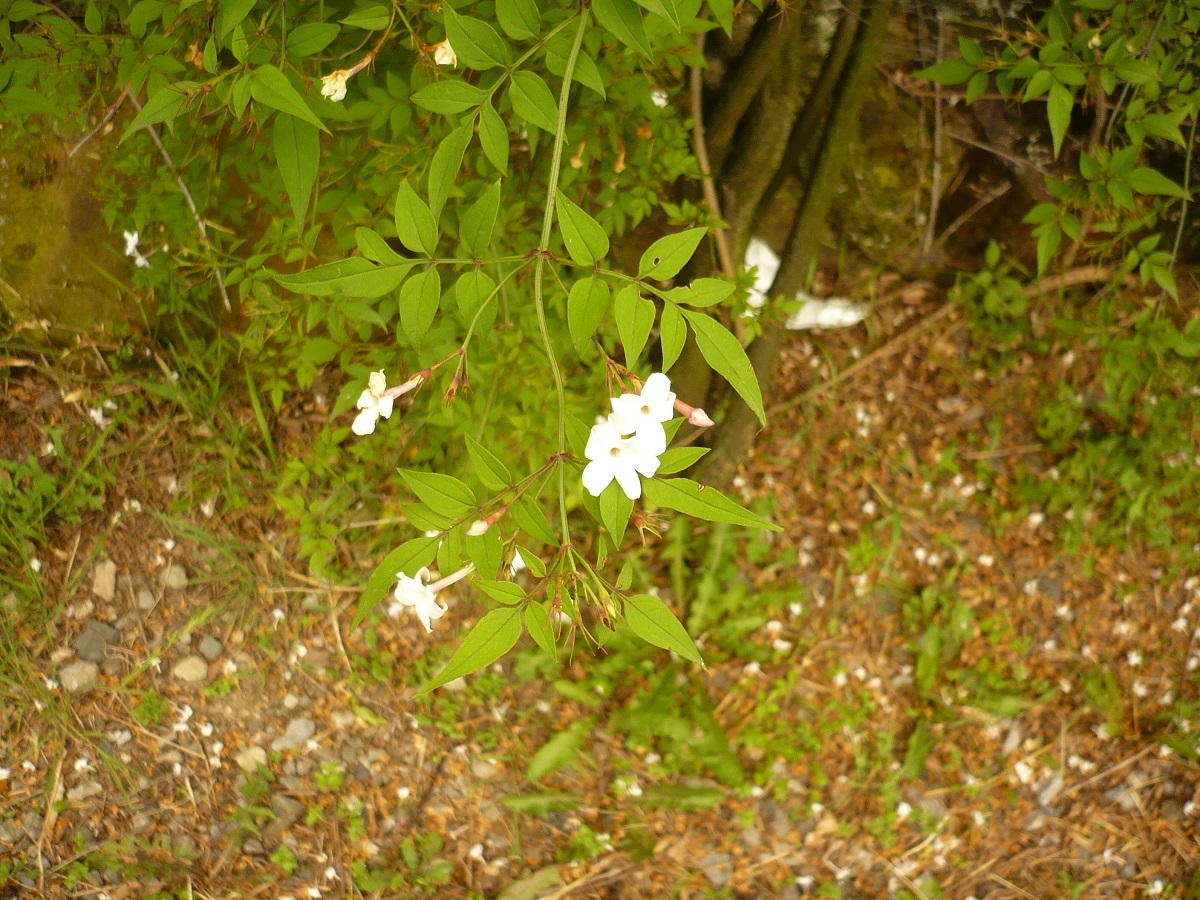 Jasminum officinale (Oleaceae)